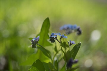 forget me not flowers