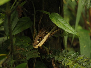 wild butterfly in the jungle in costa rica