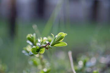 close up of a flower