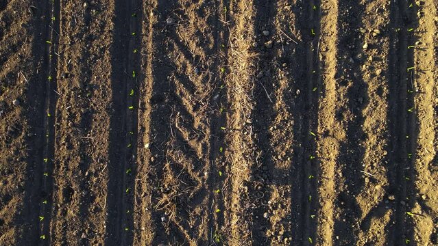 Top dowm view rows of growing maize sprouts in agricultural farming field. Drone shot of agricultural plants and concept of food industry