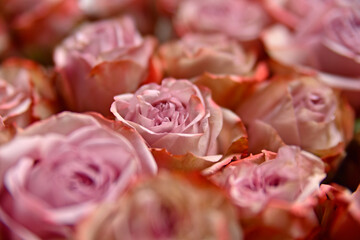 Róże makro © Marart.pl