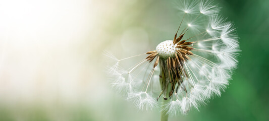 Beautiful close-up of blowball dandelion on meadow in nature in spring summer morning, with bokeh...