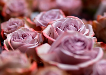 Róże wrzosowe © Marart.pl