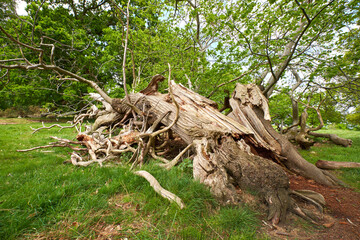 Remains of a big fallen tree