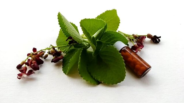 Homeopathy and naturopathy traditional healthcare medical treatment concept. Homeopathic and naturopathic medicine drug pills glass bottle falling on green ajwain mint leaves and red bilimbi flowers.