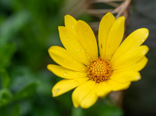 Yellow daisy in the garden at the park