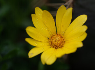 Yellow daisy in the garden at the park
