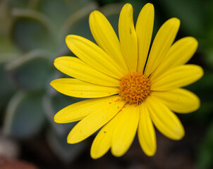 Yellow daisy in the garden at the park