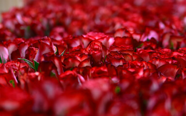 Róże biało-czerwone © Marart.pl