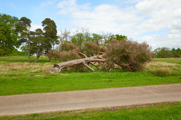 Old fallen tree cut off at the base