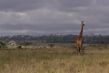 Landscape of the city of Nairobi with a giraffe to the right