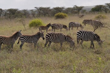 Fototapeta na wymiar A group of zebras in a green background