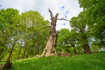 Old dead tree in a park