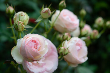 庭に咲いた美しいピンクのバラの花 ガーデニング 日本