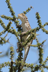 Ground Agama, Kgalagadi Transfrontier Park, South Africa