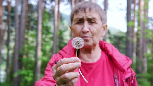 Elderly woman blowing off  dandelion flower holding in her hands. Summer day outdoor
