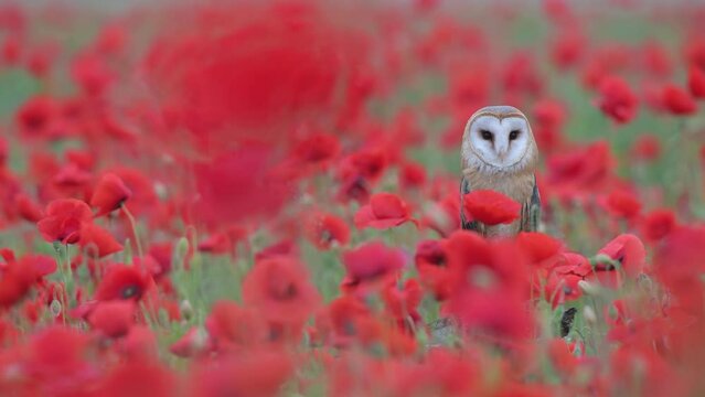 The Barn owl in the poppy meadow (Tyto alba)