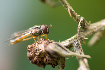 Compound Eye in Focus
