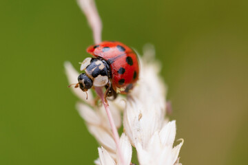 Ladybug