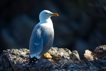 Gaviota patiamarilla​ (Larus michahellis) posada en una roca frente al Mar Mediterráneo en un...