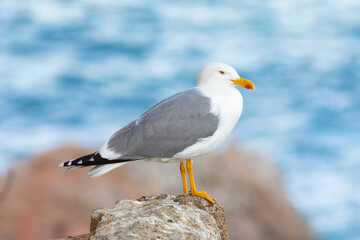 Gaviota patiamarilla​ (Larus michahellis) posada en una roca frente al Mar Mediterráneo en un atardecer de primavera
