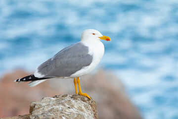Gaviota patiamarilla​ (Larus michahellis) posada en una roca frente al Mar Mediterráneo en un atardecer de primavera
