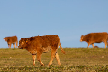 Terneros de raza Limousin en un prado al amanecer