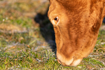 Retrato de un toro de raza Limousin en un prado 