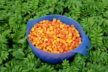 Freshly collected Cloudberries. Plastic Bowl with the collected fresh cloudberries.