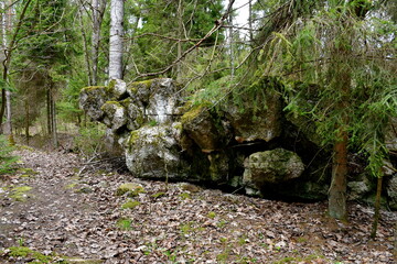 A close up on an old damaged bunker or bomb shelter hidden in the middle of a dense forest or moor and covered with moss, grass, trees and other flora spotted during a hike in spring in Poland - obrazy, fototapety, plakaty