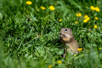 European ground squirrel, European souslik, Spermophilus citellus. The Muran Plateau National Park, Slovakia.