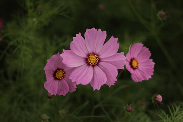 pink cosmos flowers in the garden,vintage style.