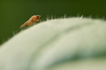 Drosophila resting on a leaf