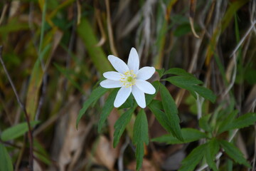 Anemona Nemorosa