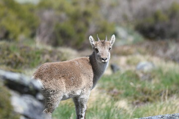 joven de Capra Hispanica