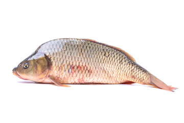 fish carp isolate on a white background