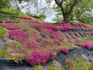 flowers in the garden