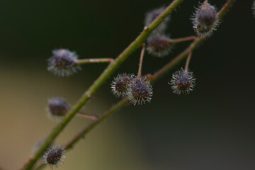 Obraz premium Don't touch them