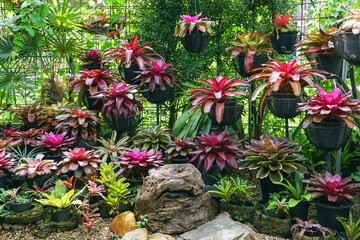 Multicolored bromeliad, colorful bromeliad leaves, Tropical plants in green house for garden decoration. Colorful Neoregelia plant for home decoration. Beautiful Neoregelia bromeliad plants in park.