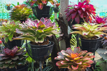 Multicolored bromeliad, colorful bromeliad leaves, Tropical plants in green house for garden...