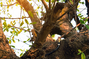 Brass mist nozzles or sprinklers for spraying water spray on trees. Mist nozzle water spraying system for tree on a hot summer day.  Watering plants system in gardens with green plants as background.