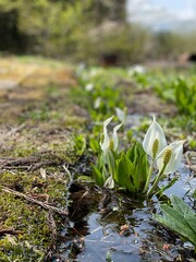 snowdrops in snow