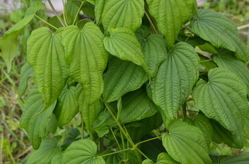 Barbasco or Dioscorea composita plant in the garden.