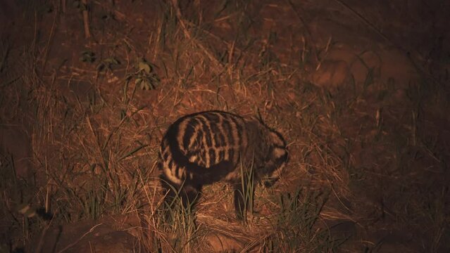 Civet sniffing in african savannah grass at night, night vision shot.
