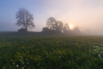 Obraz premium Sunrise on the meadow full of flowers