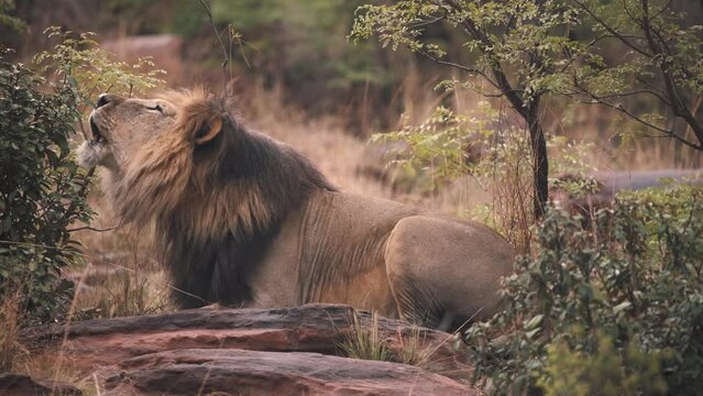 Lion lying on rocks between african savannah bushes and roaring.