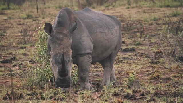 White rhinoceros with wet back grazing in muddy grass field.