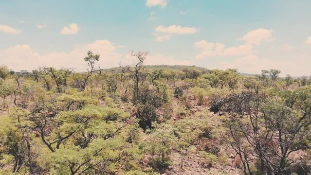 Dry acacia woodland in african savannah, dynamic drone shot.