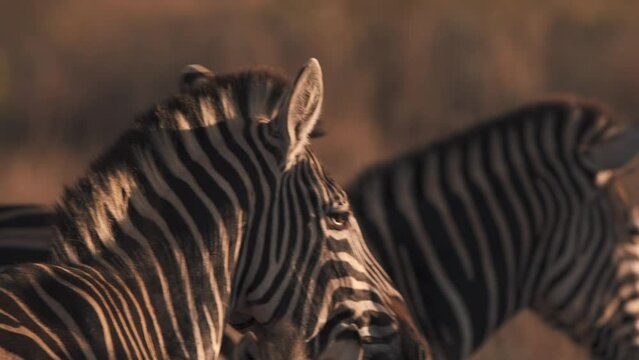 Head of plains zebra watching sunset with other zebras, close up.