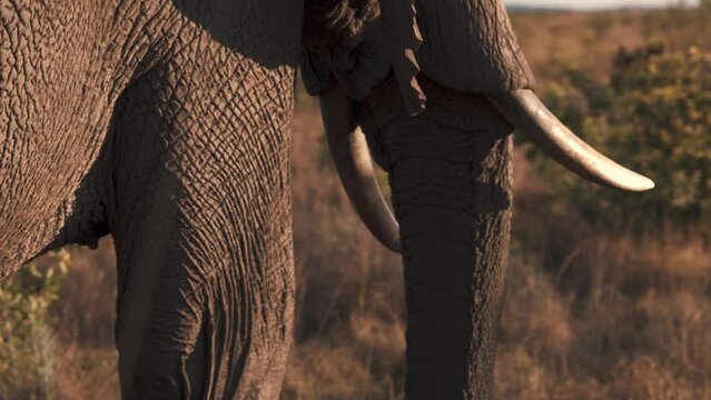 Trunk and tusks of walking african elephant in savannah dusk, close up.